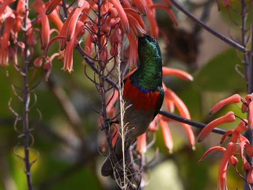 Zimbabwe Eastern Highlands
